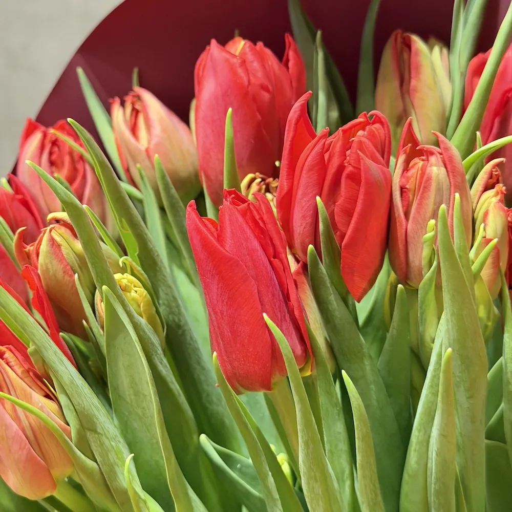 21 тюльпанов