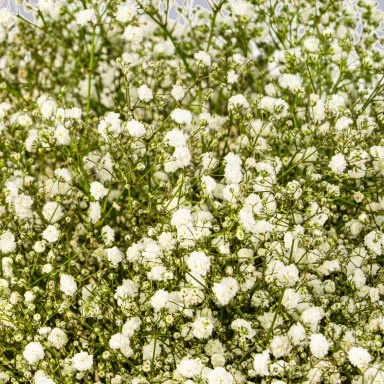 Букет из белых гипсофилы, 39 шт.