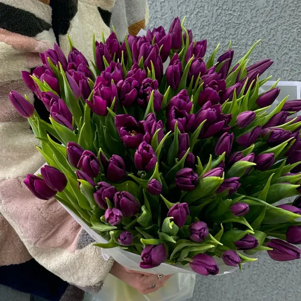 93 бордово-фиолетовых тюльпанов