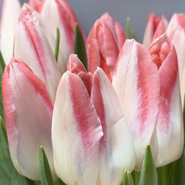 Букет из тюльпанов