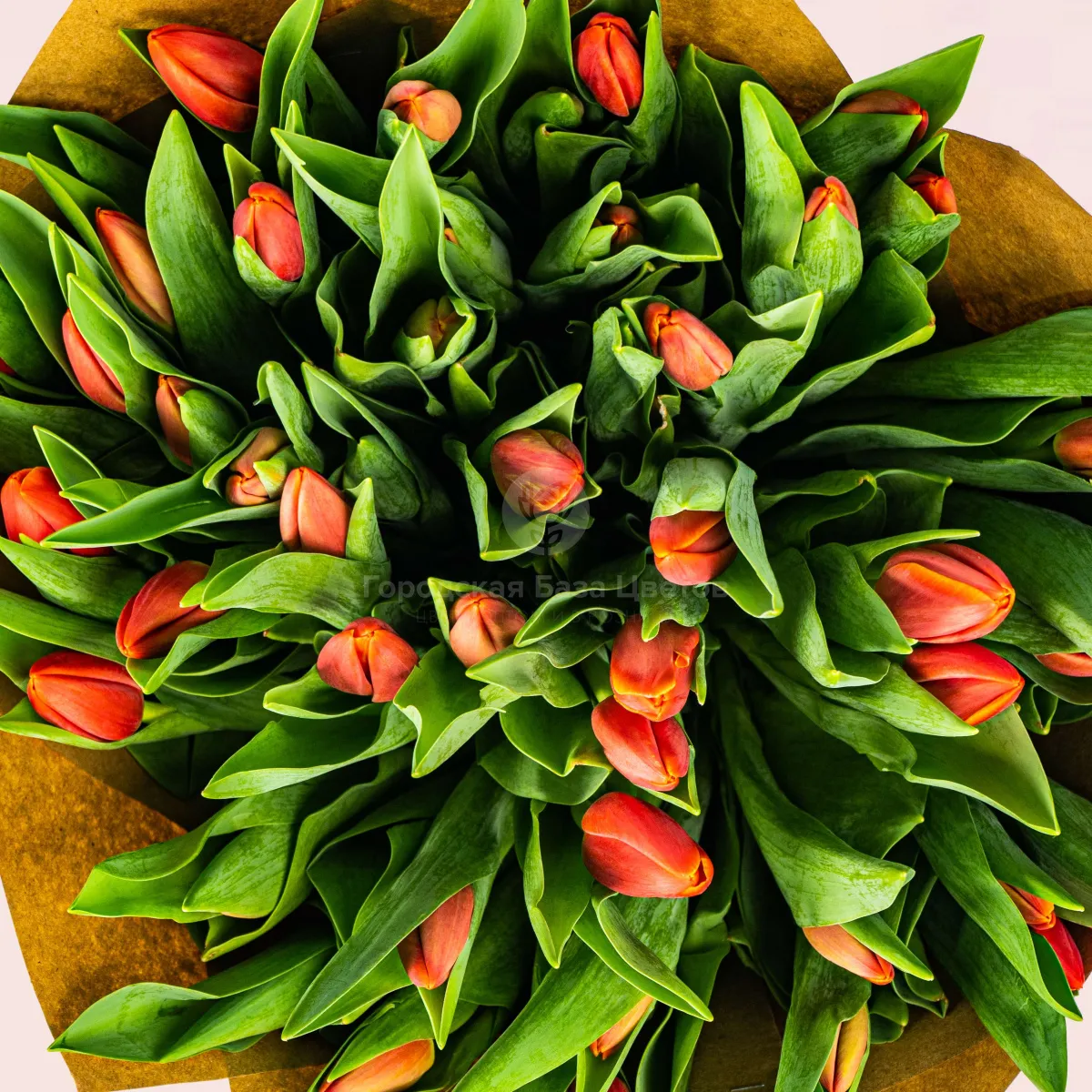 51 красный тюльпан фото №4 51 красный тюльпан