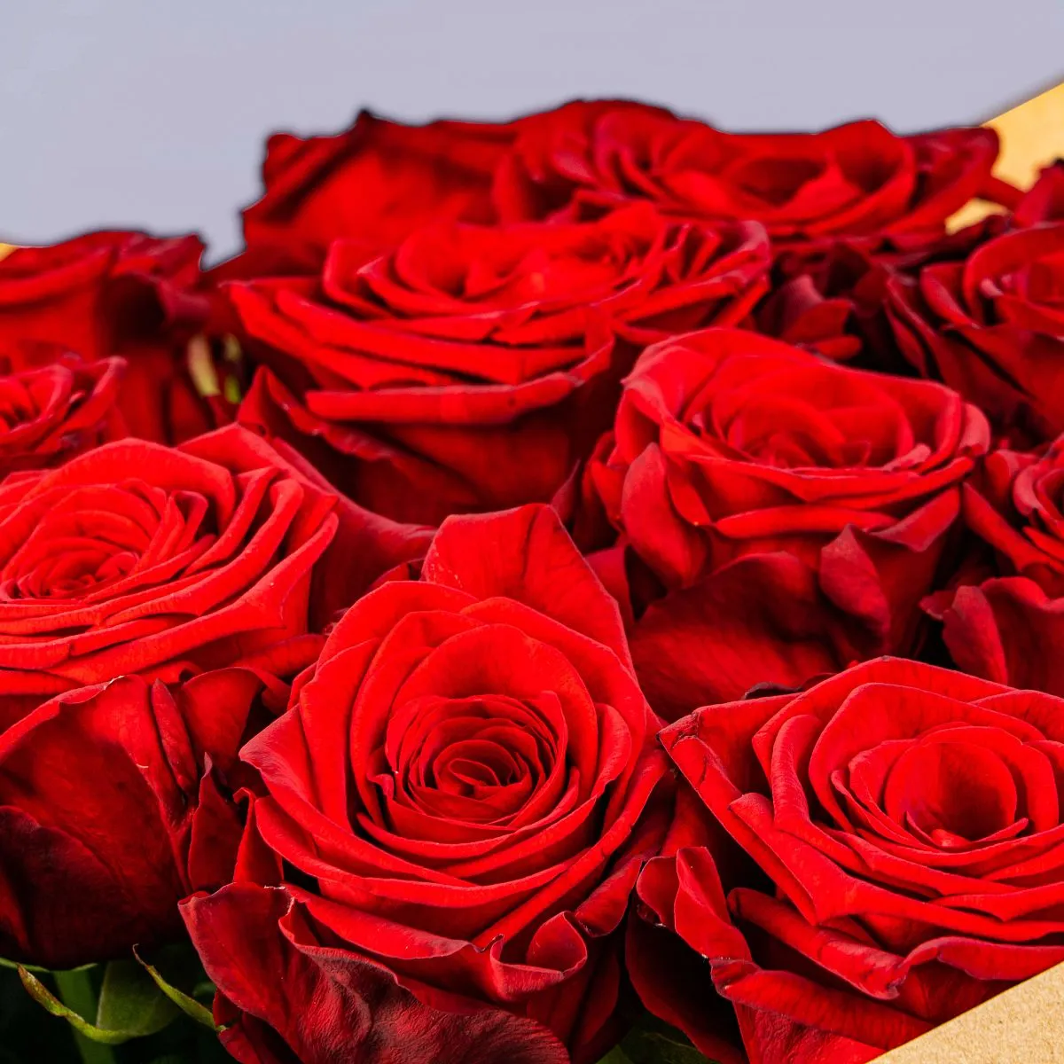 35 красных роз (50 см)