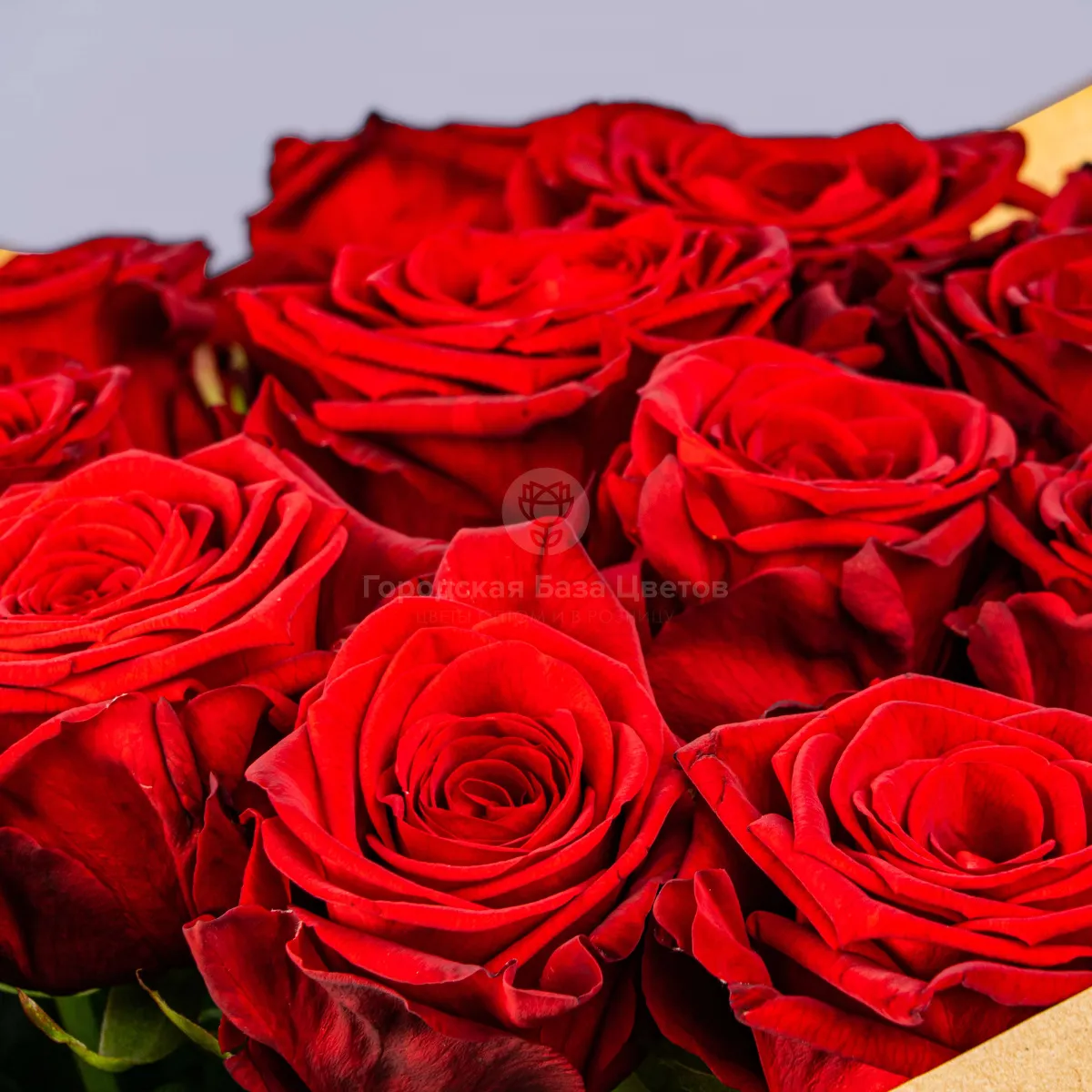 29 красных роз (50 см)