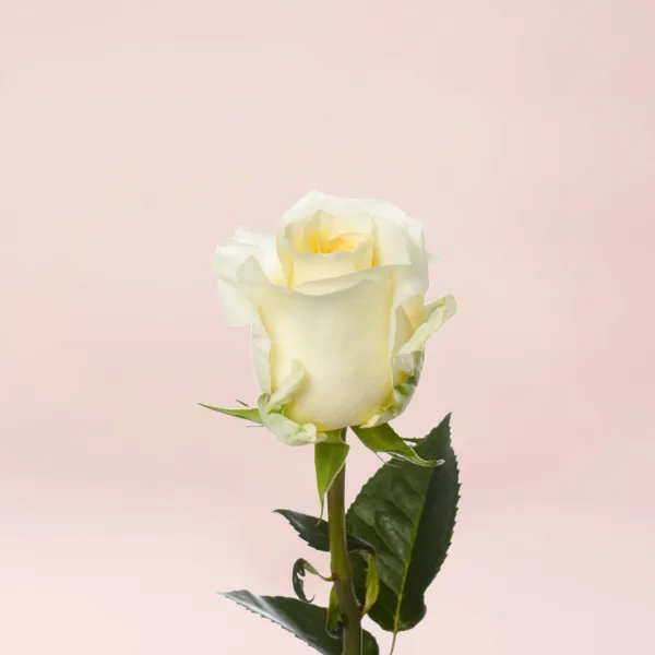 51 кремовая роза (35 см)