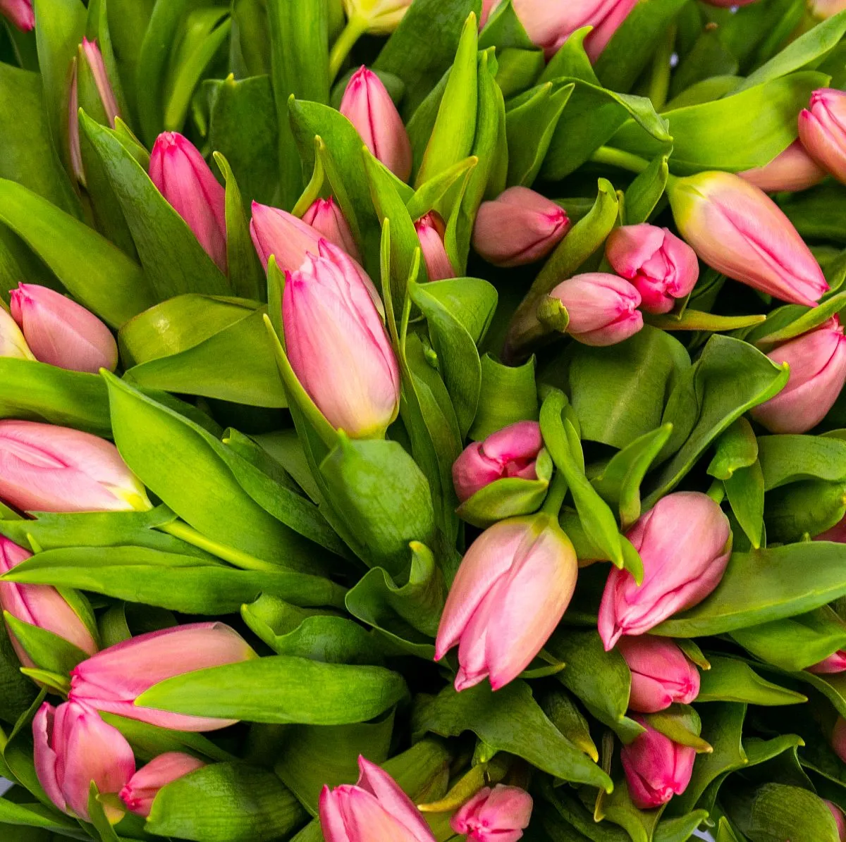 Букет из 101 розового тюльпана