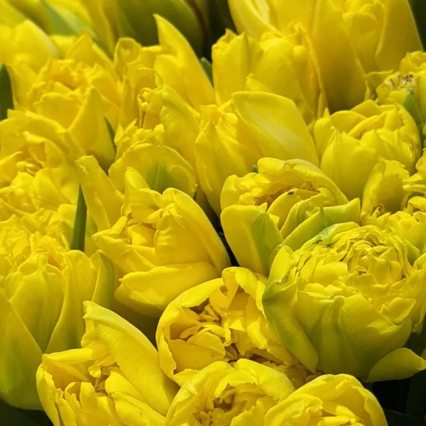 59 тюльпанов