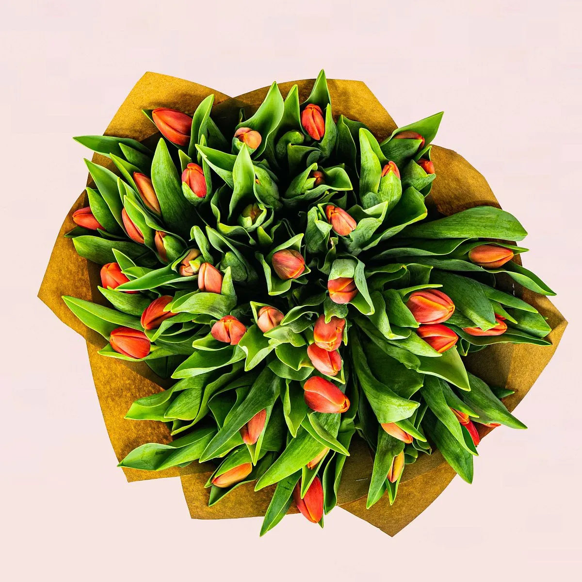 51 красный тюльпанфото №2 51 красный тюльпан