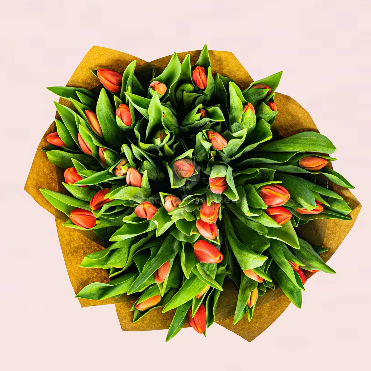 51 красный тюльпан фото №2 51 красный тюльпан