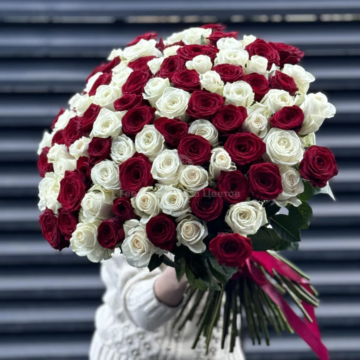 Букет 101 красно-белый микс роз эквадор (70см)