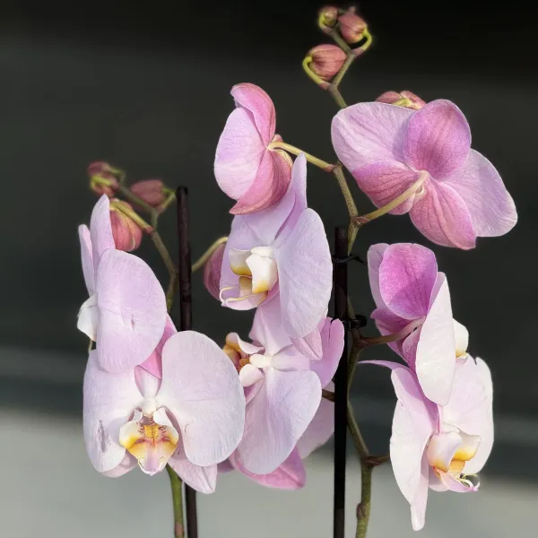 Орхидея в горшке фиолетовая