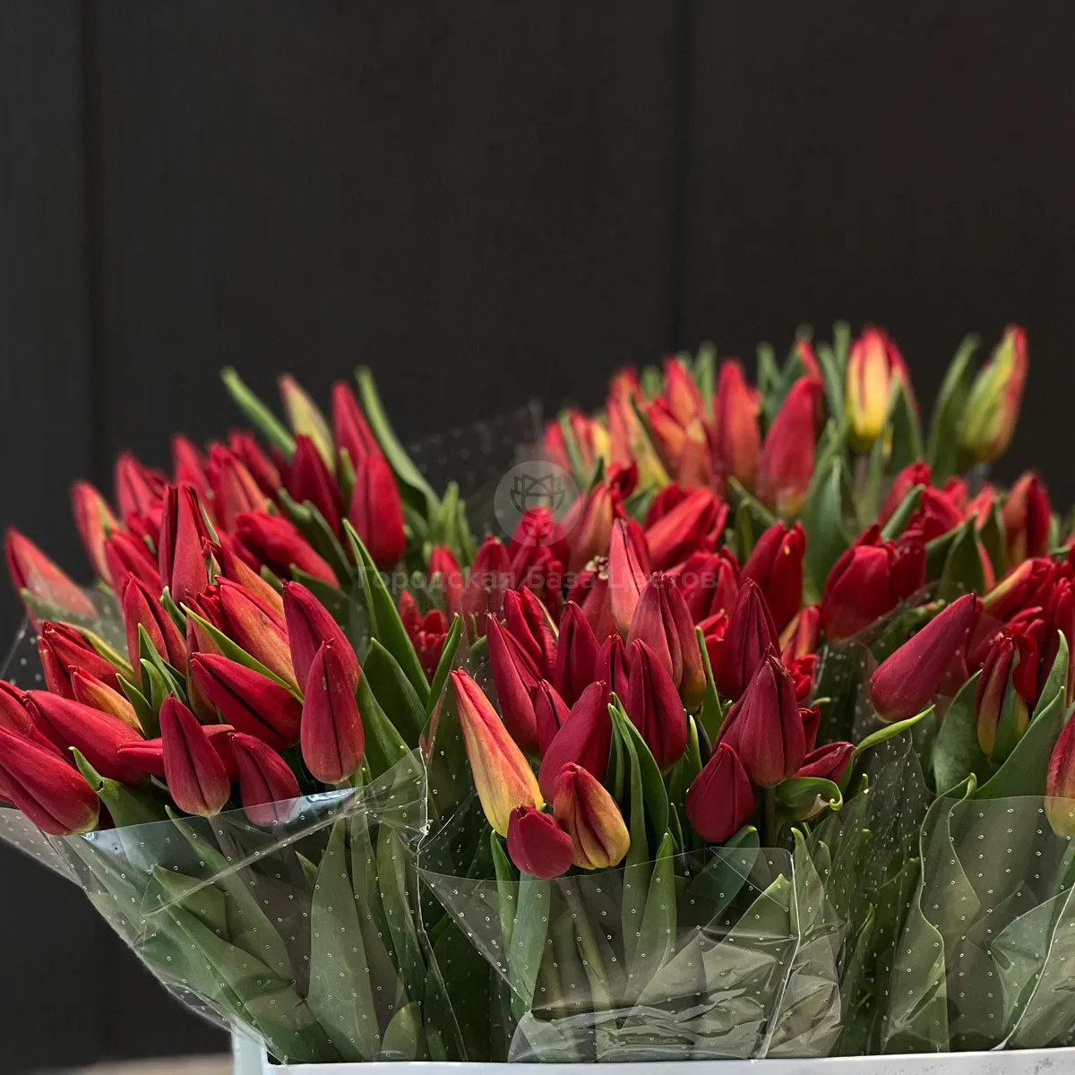 53 красных тюльпана фото №4 53 красных тюльпана
