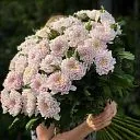 31 одноголовая розовая хризантема