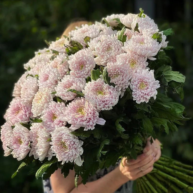 35 одноголовых хризантем