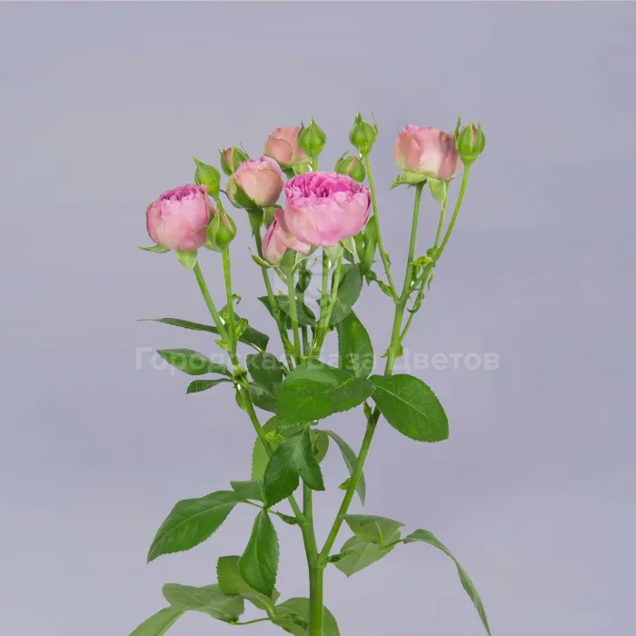 11 розовых кустовых роз