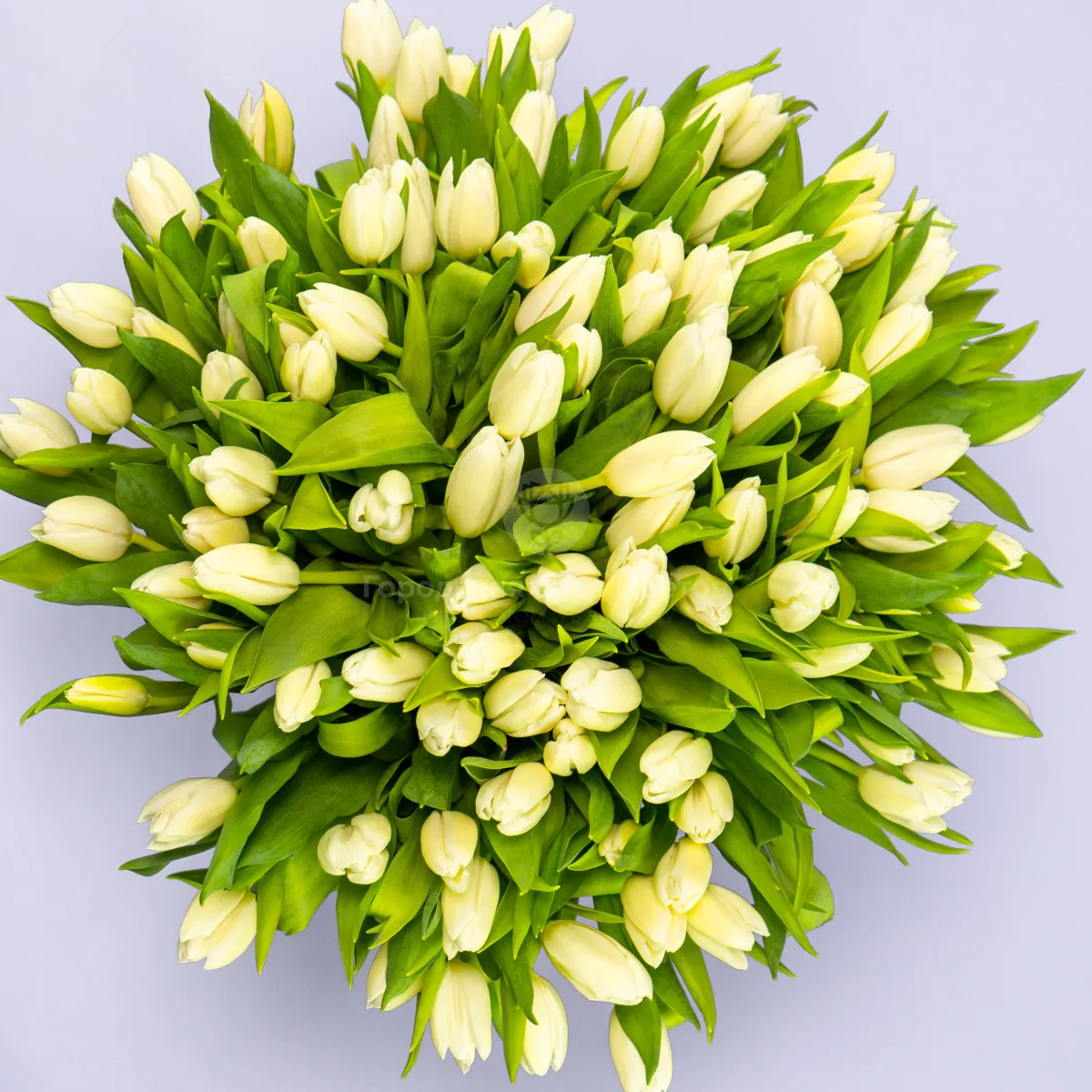 Букет из 101 белого тюльпана фото №2 Букет из 101 белого тюльпана