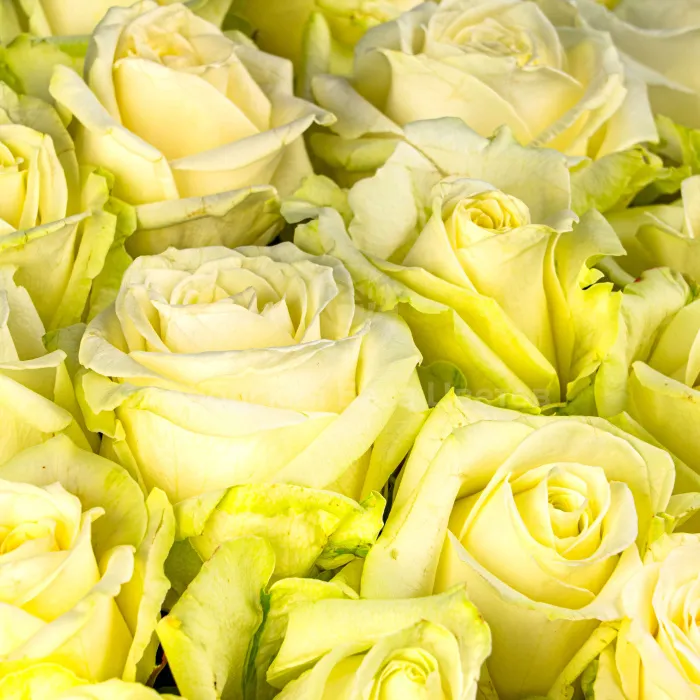 89 бело-зеленых роз (50 см)