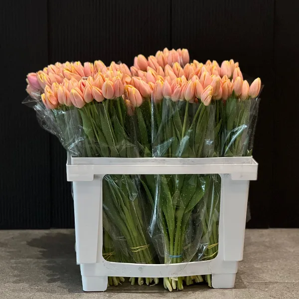 29 коралловых тюльпанов фото №5 29 коралловых тюльпанов