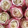 33 розы Свитнесс (35 см)