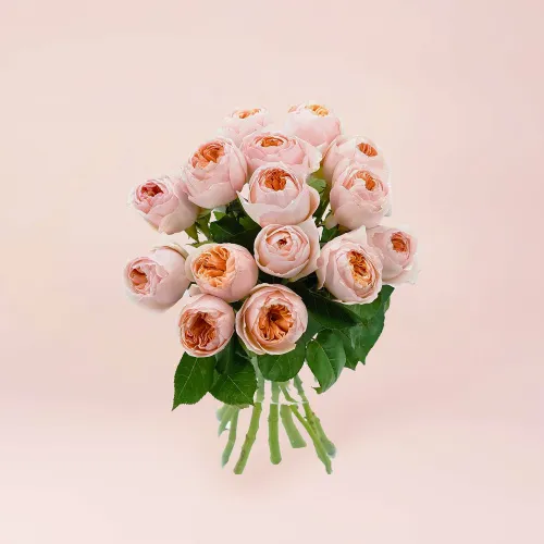 15 нежно-персиковых роз (50 см)