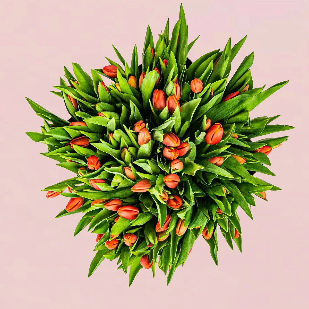 101 красный тюльпан в коробке