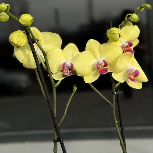 Орхидея в горшке жёлтая