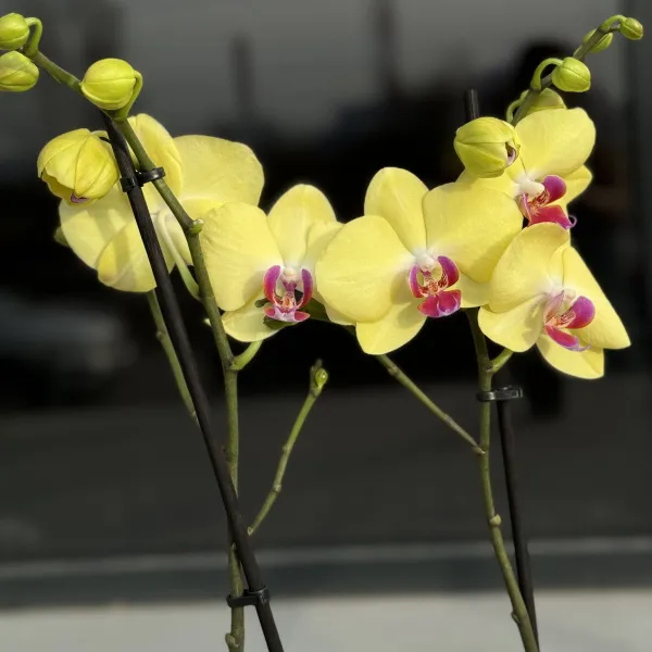 Орхидея в горшке жёлтая