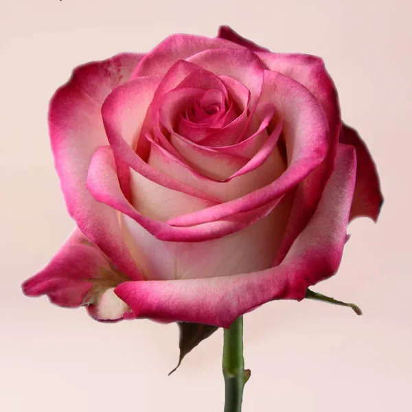 41 бело-розовая роза (35 см)
