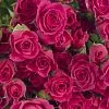 15 кустовых роз