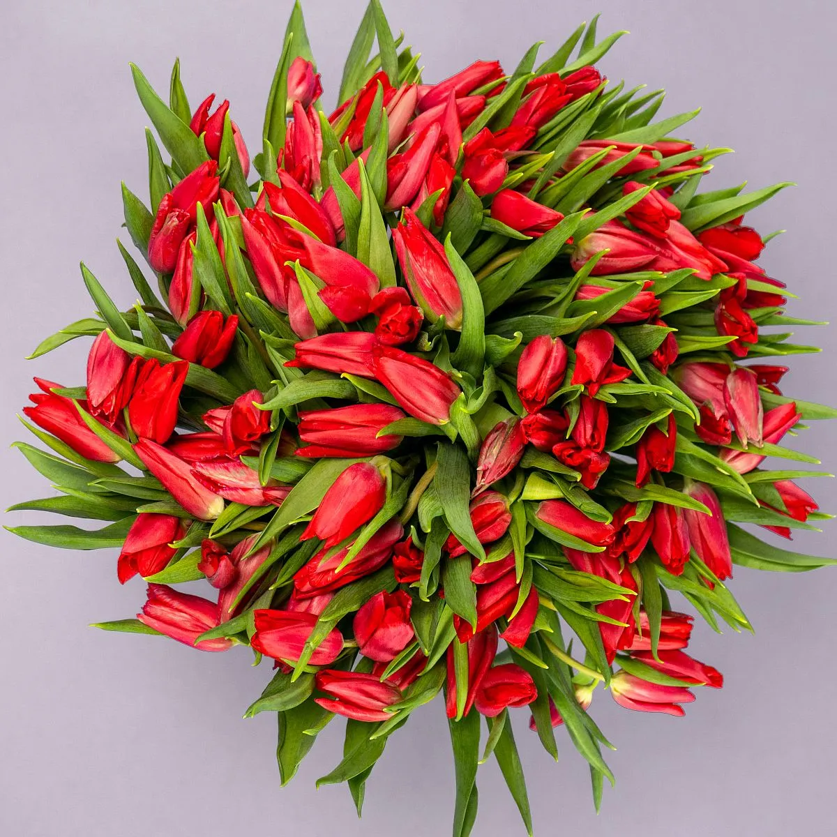 Букет из 101 красного тюльпанафото №2 Букет из 101 красного тюльпана