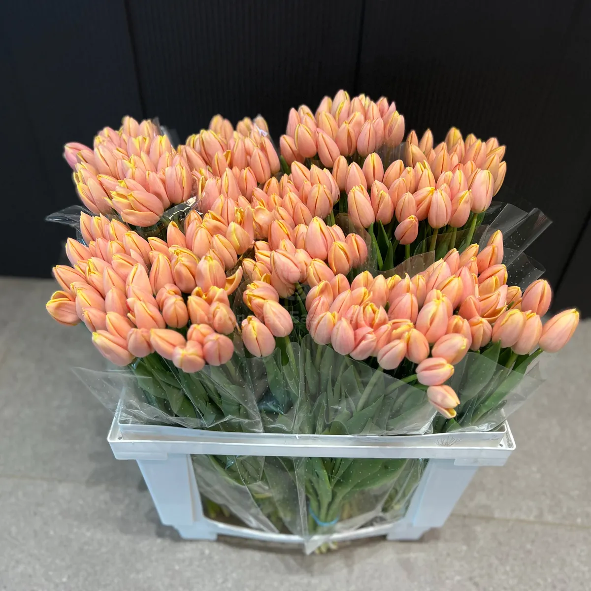 53 коралловых тюльпана фото №1 53 коралловых тюльпана