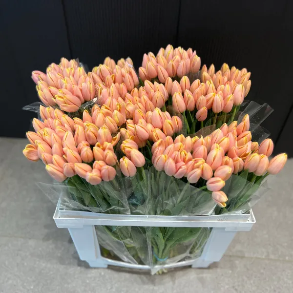 29 коралловых тюльпанов фото №1 29 коралловых тюльпанов