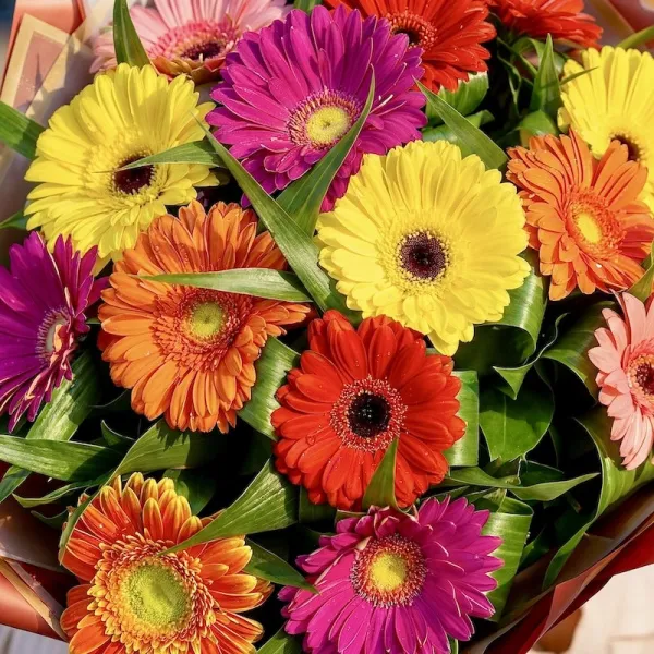 Букет из 15 гербер