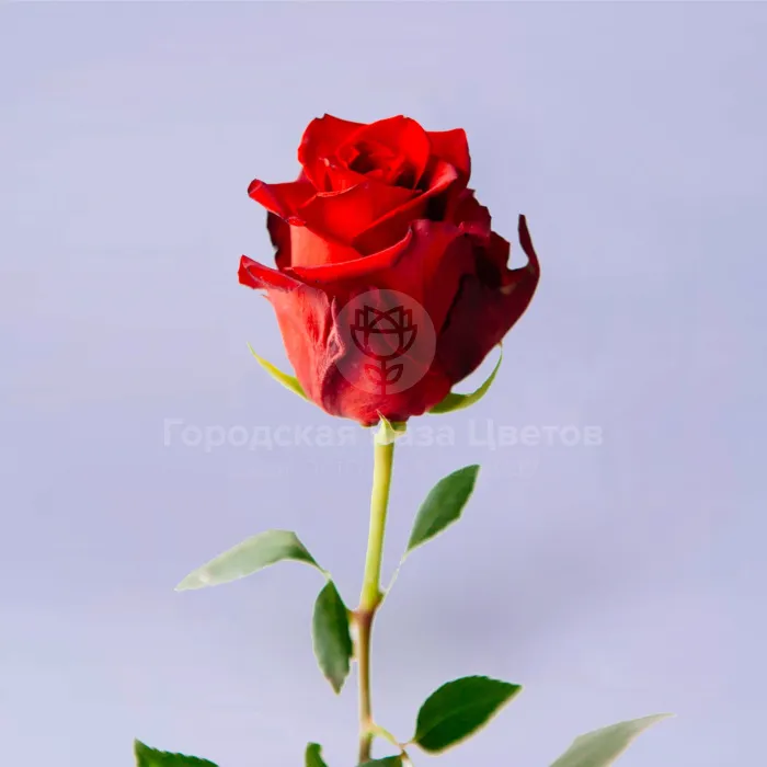 9 красных роз (60 см)