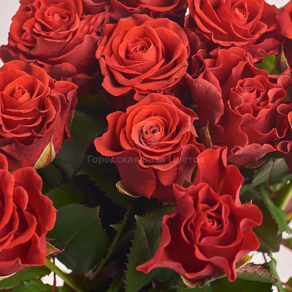 15 красных роз (60 см)