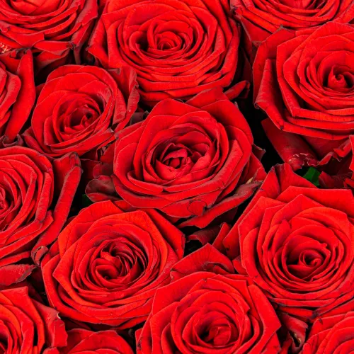 101 красная роза (40 см)