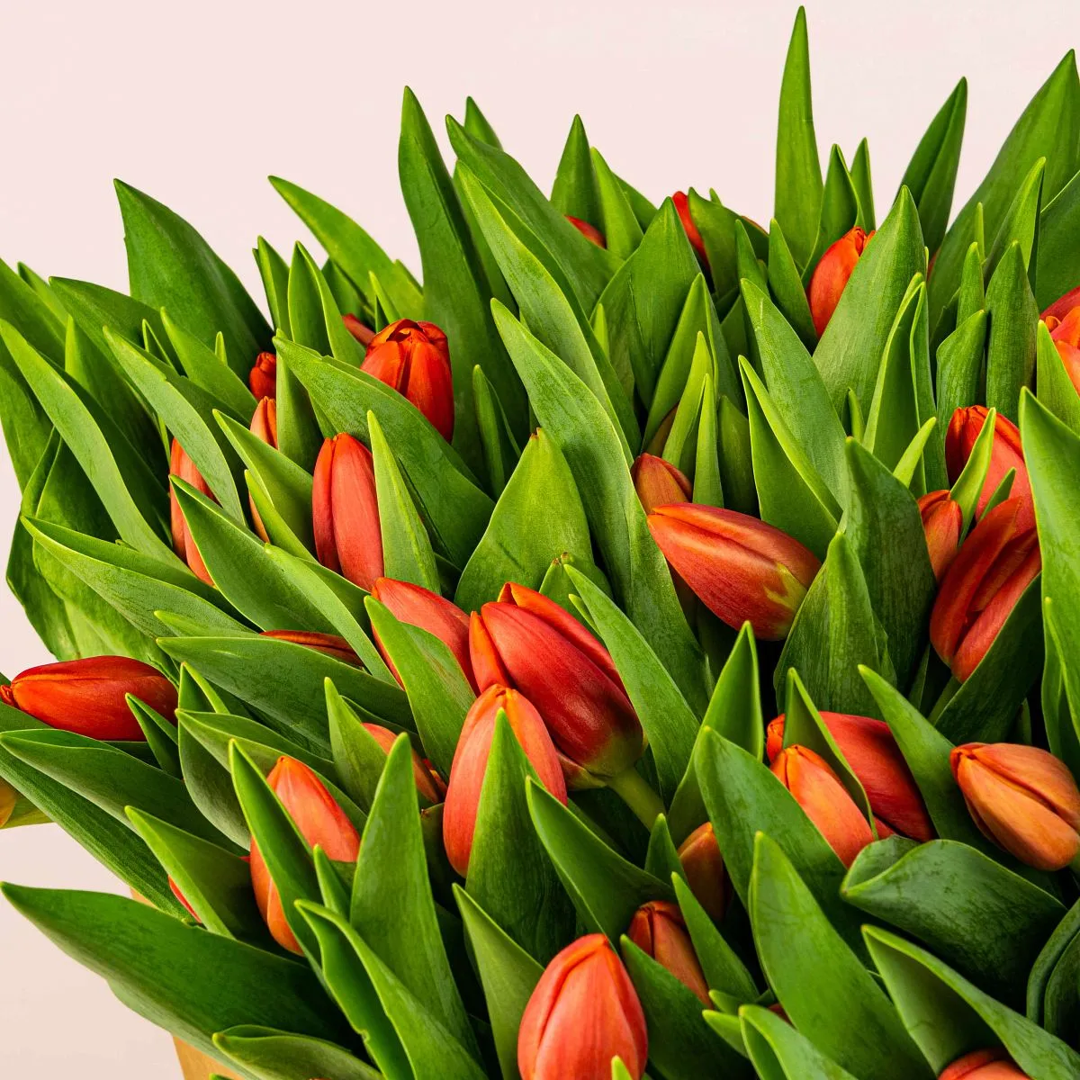 101 красный тюльпан в коробке