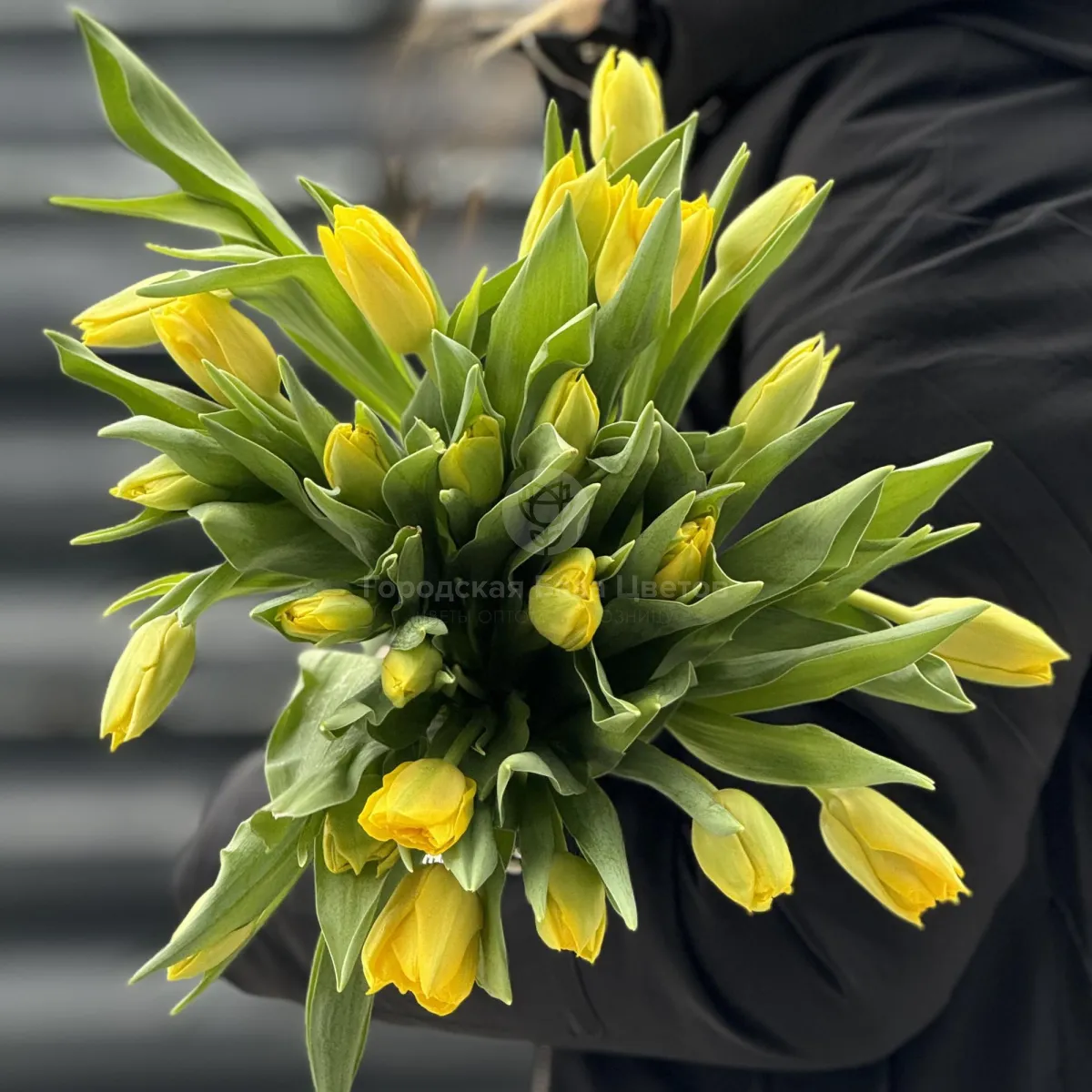 35 жёлтых тюльпанов фото №1 35 жёлтых тюльпанов