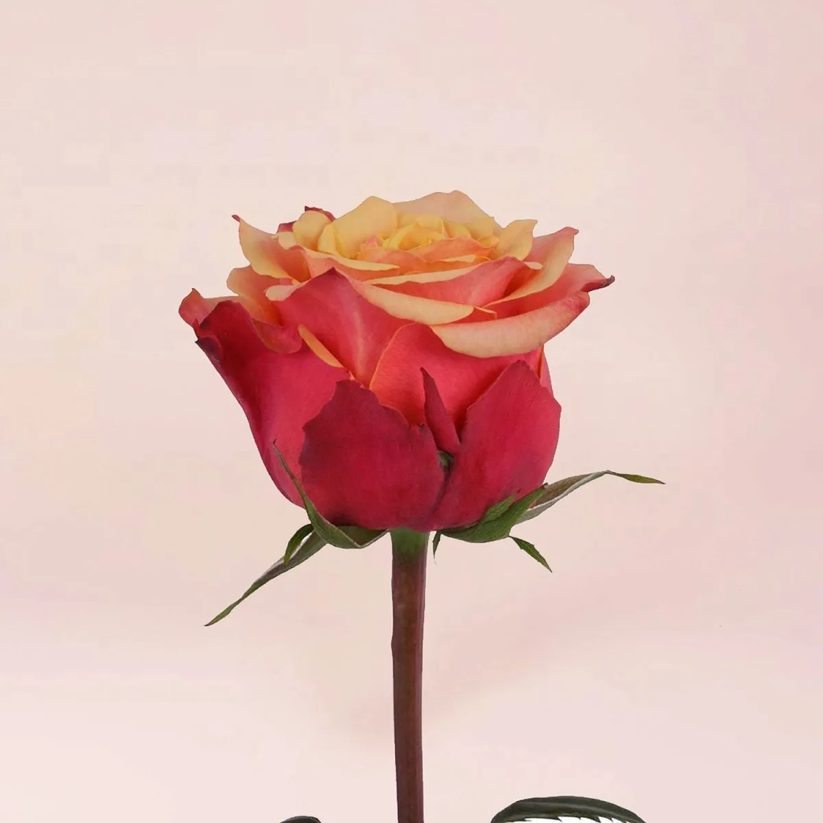 91 оранжевая роза (60 см)