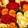 33 розы микс (50 см)