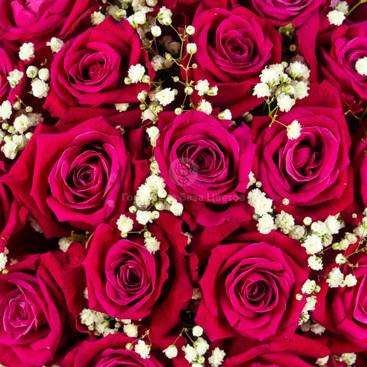 33 ярко-розовые розы в коробке