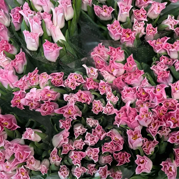 45 светло-розовых тюльпанов