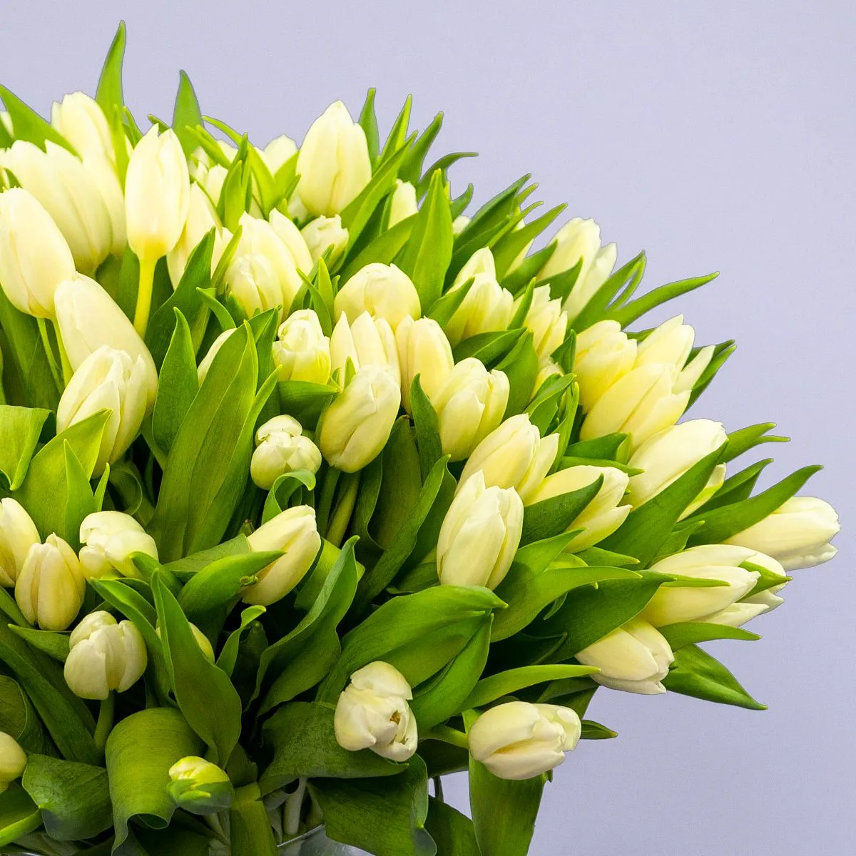Букет из 101 белого тюльпанафото №5 Букет из 101 белого тюльпана