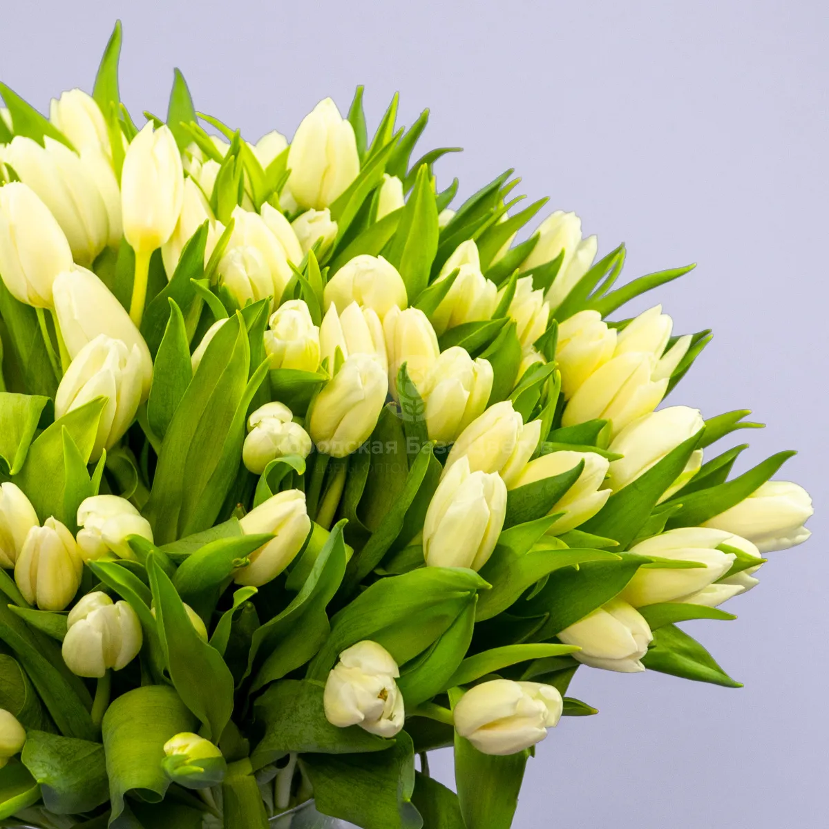Букет из 101 белого тюльпана фото №5 Букет из 101 белого тюльпана