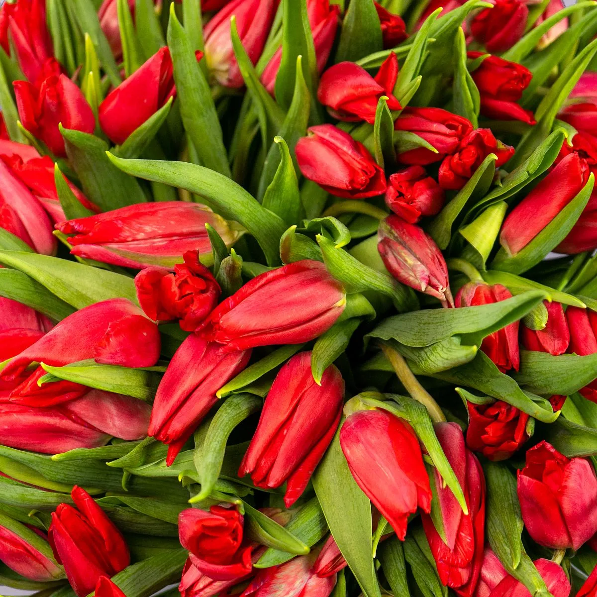 Букет из 101 красного тюльпанафото №4 Букет из 101 красного тюльпана