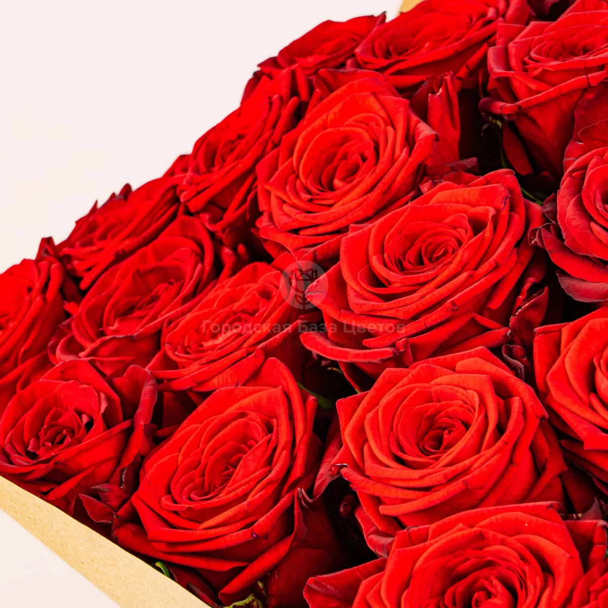 77 красных роз (70 см)