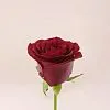 25 бордовых роз (70 см)