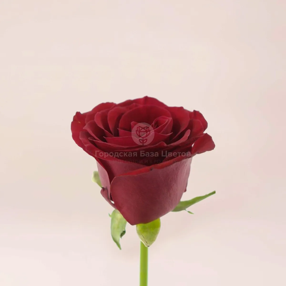 19 бордовых роз (70 см)