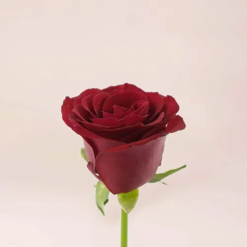 11 бордовых роз (70 см)