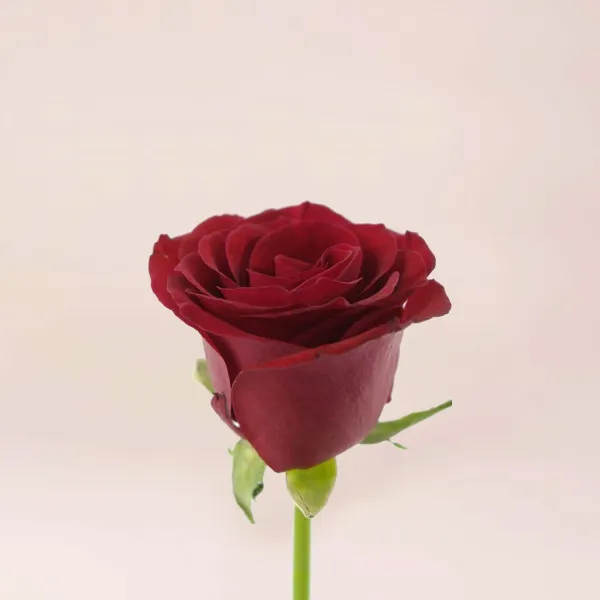 25 бордовых розых (70 см)