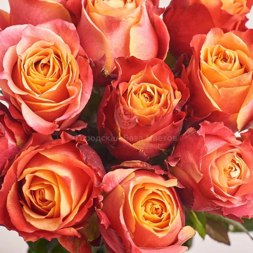 11 нежных красно-желтых роз (60 см)